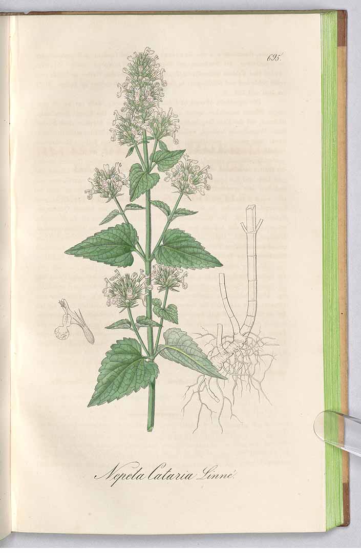 no HD illustration available (3)