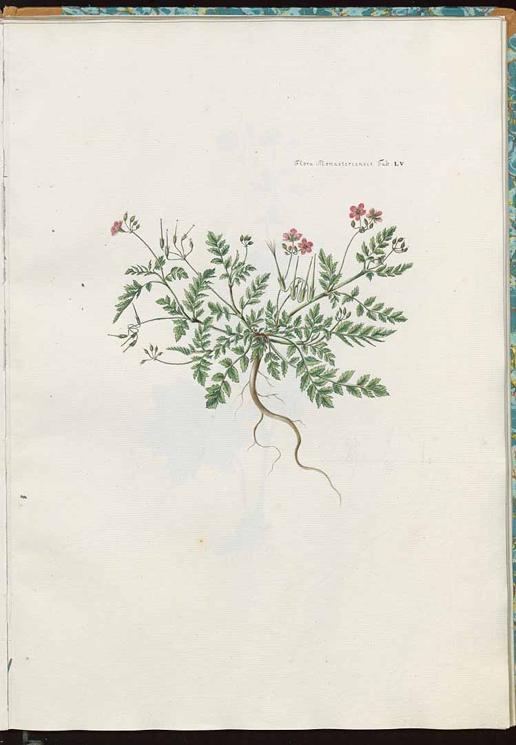 no HD illustration available (3)