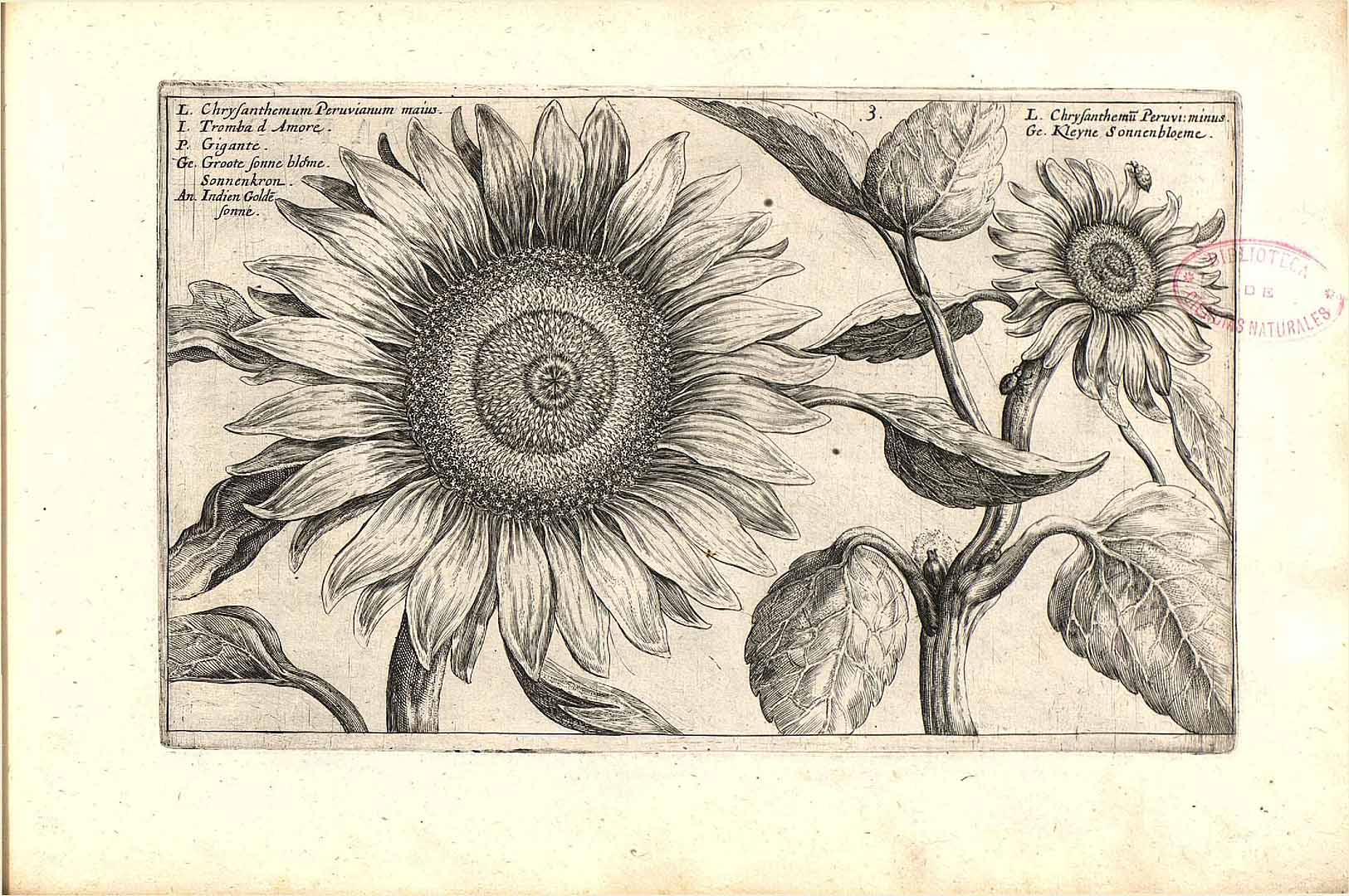 no HD illustration available (3)