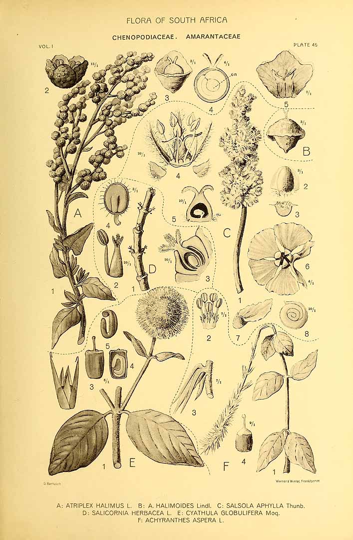 no HD illustration available (3)