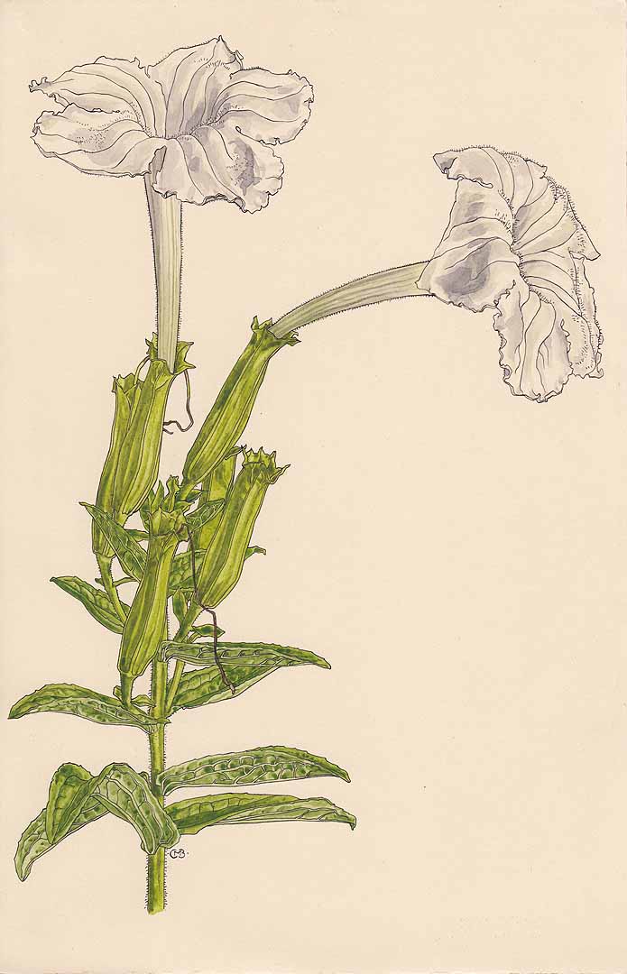 no HD illustration available (3)