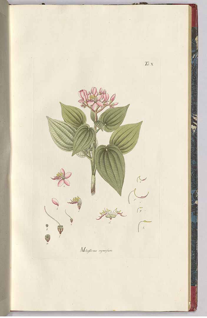 no HD illustration available (3)