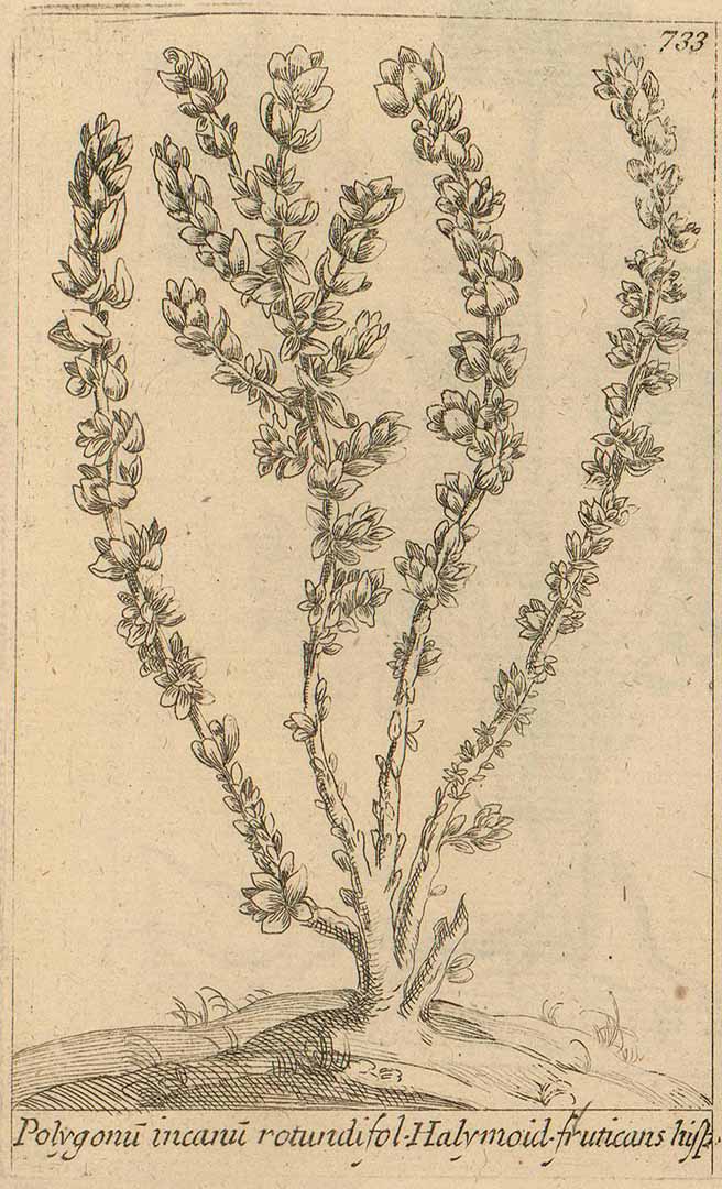 no HD illustration available (3)