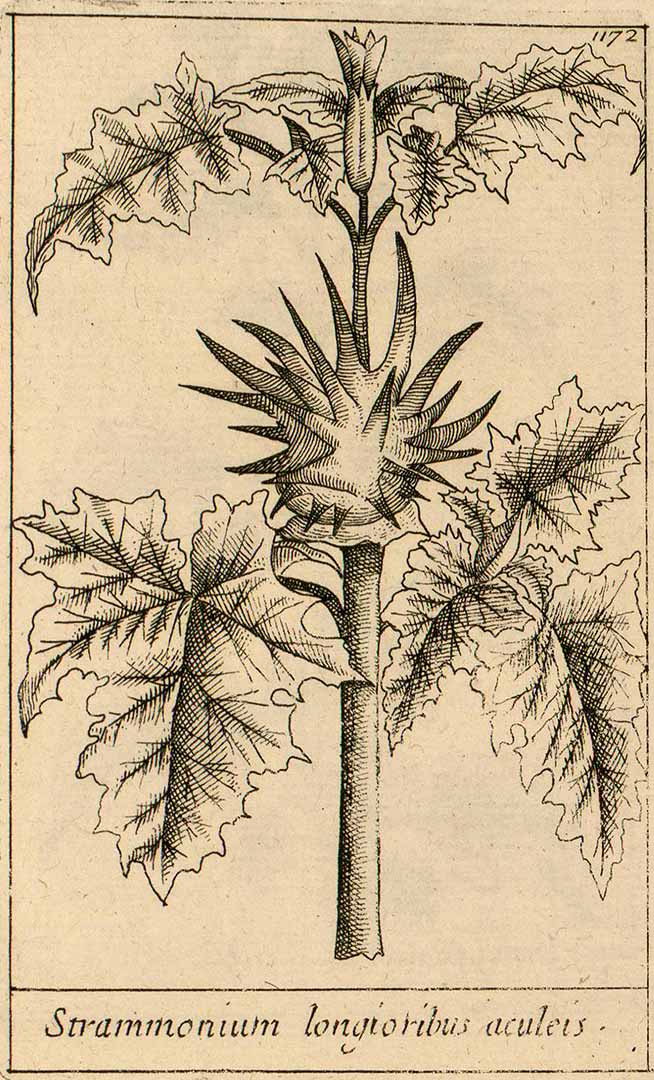 no HD illustration available (3)