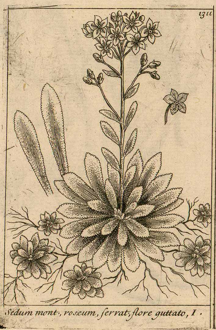 no HD illustration available (3)