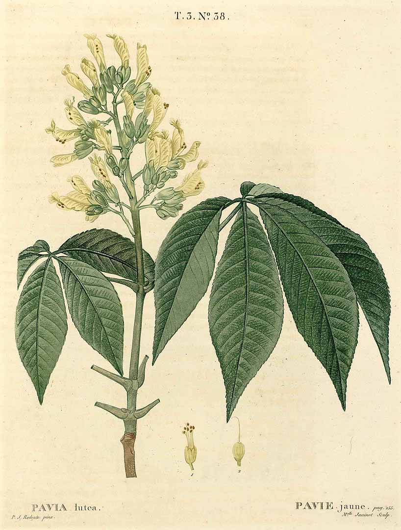 no HD illustration available (3)