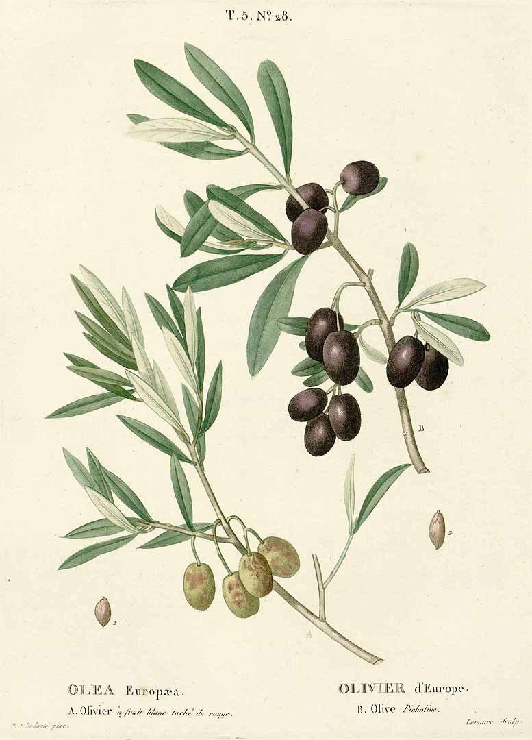 no HD illustration available (3)