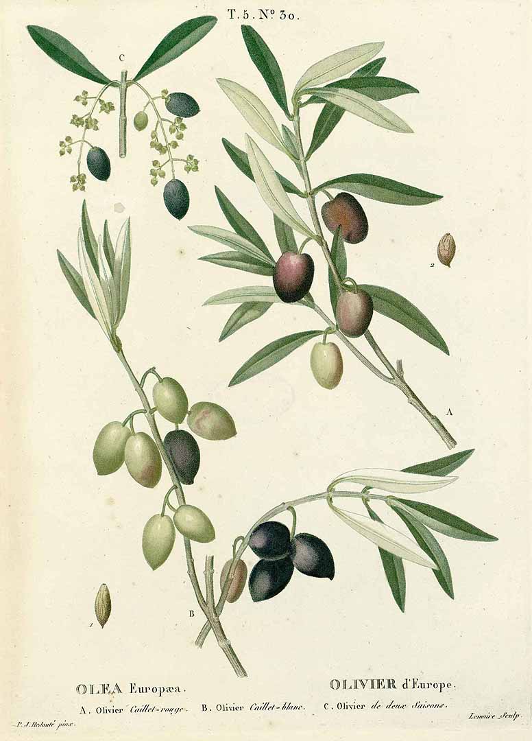 no HD illustration available (3)