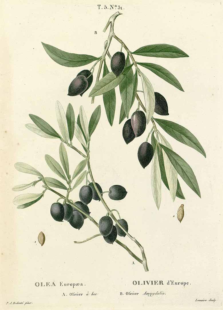 no HD illustration available (3)