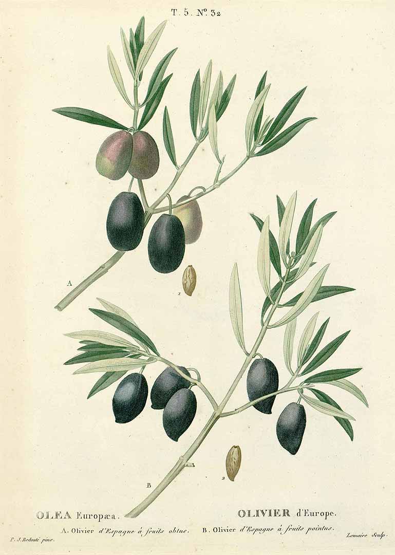 no HD illustration available (3)