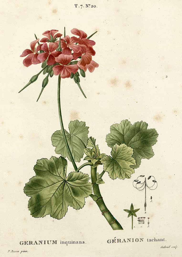 no HD illustration available (3)