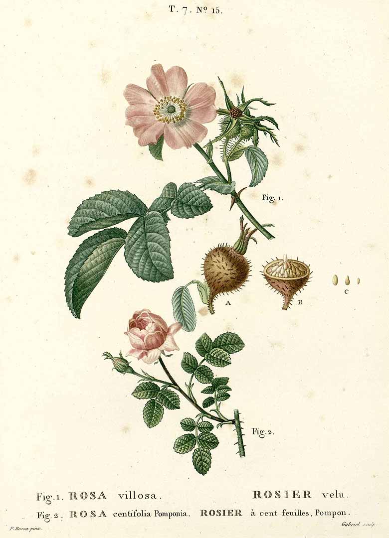 no HD illustration available (3)