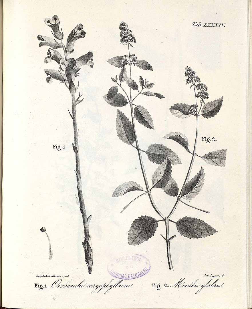 no HD illustration available (3)