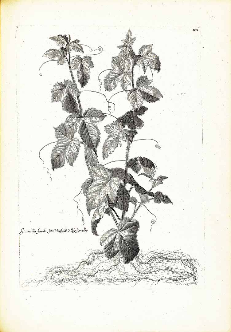 no HD illustration available (3)