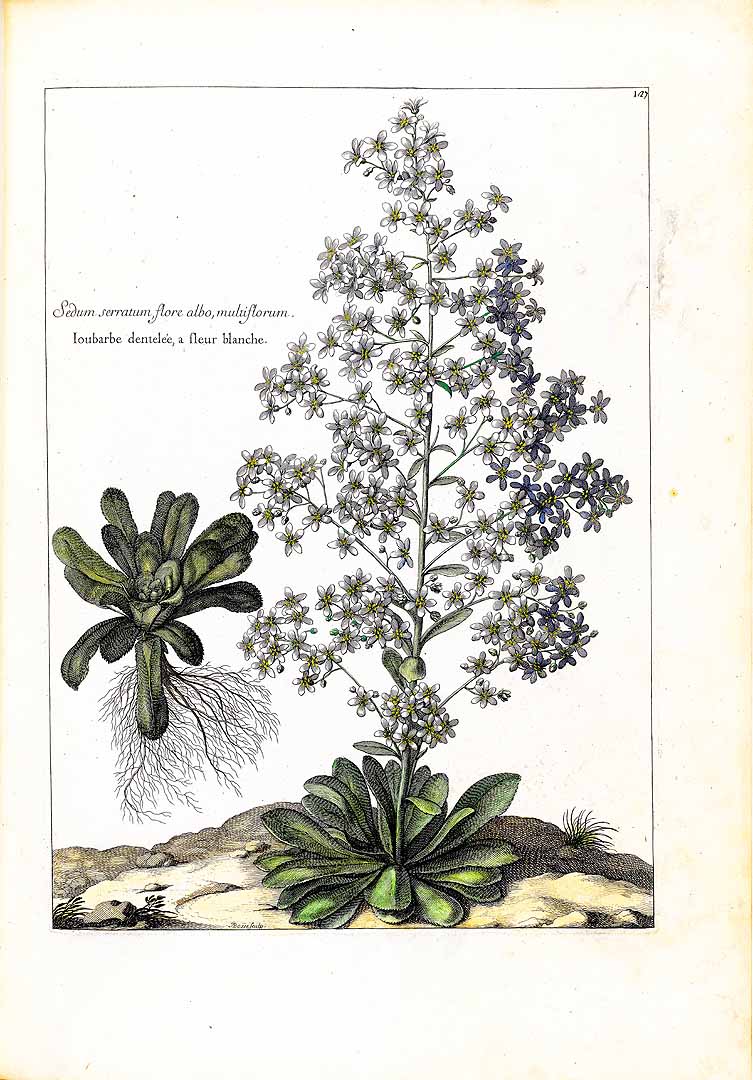 no HD illustration available (3)