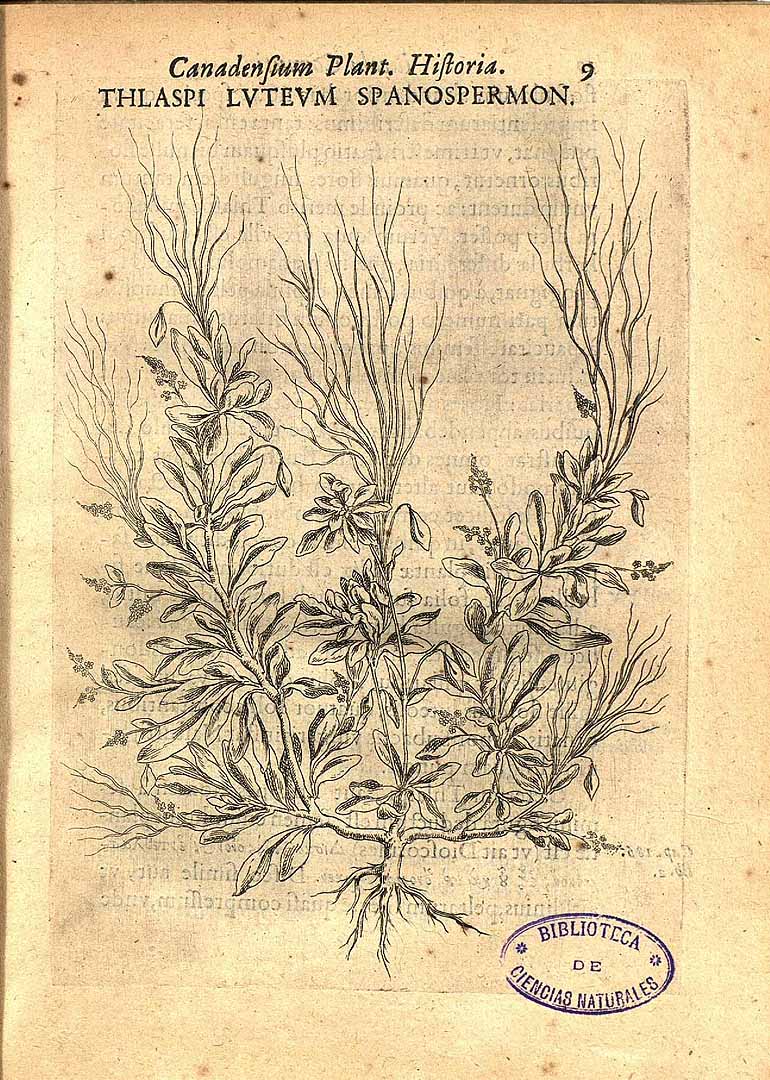 no HD illustration available (3)