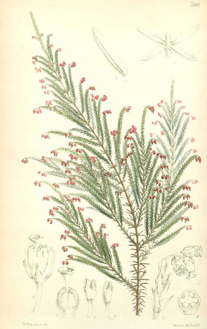 no HD illustration available (3)