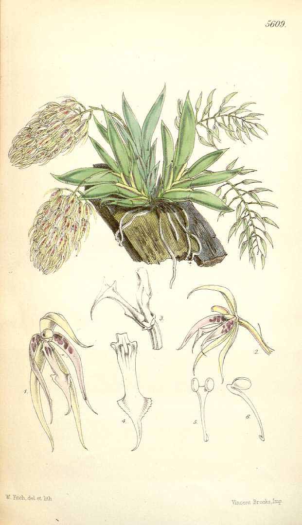 no HD illustration available (3)