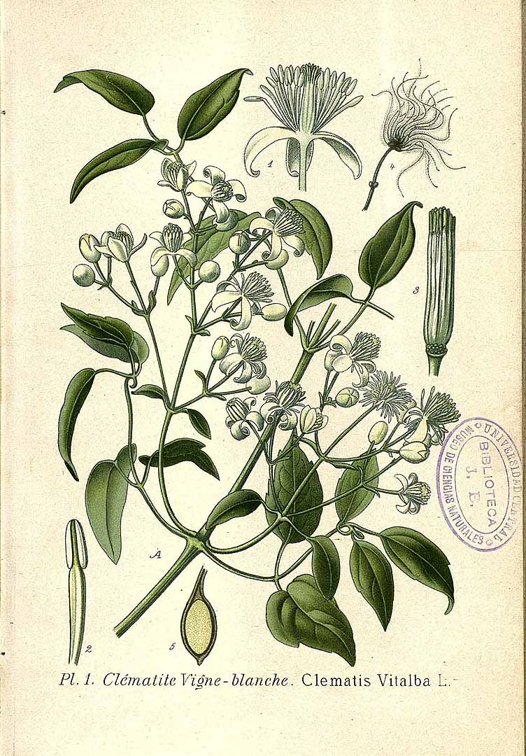 no HD illustration available (3)