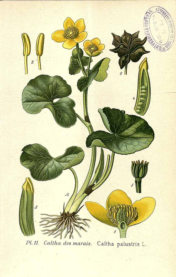 no HD illustration available (3)