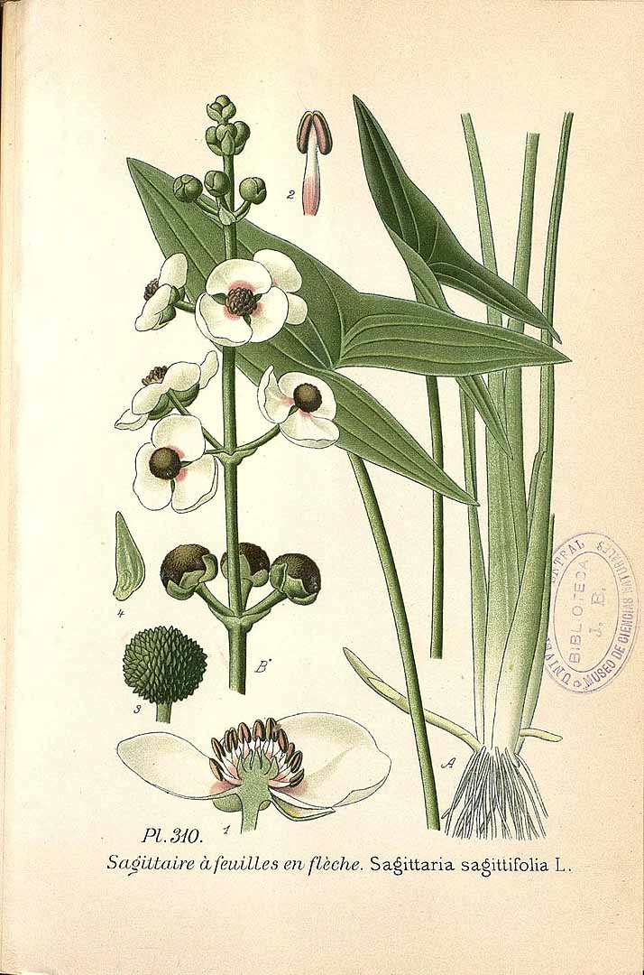 no HD illustration available (3)