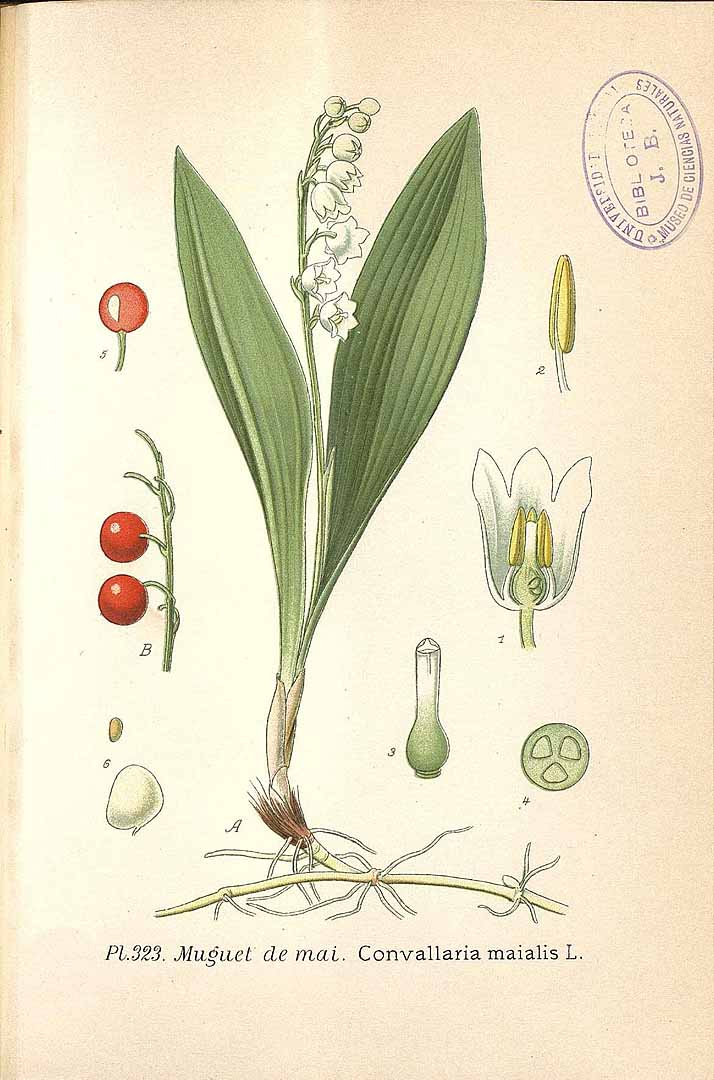 no HD illustration available (3)