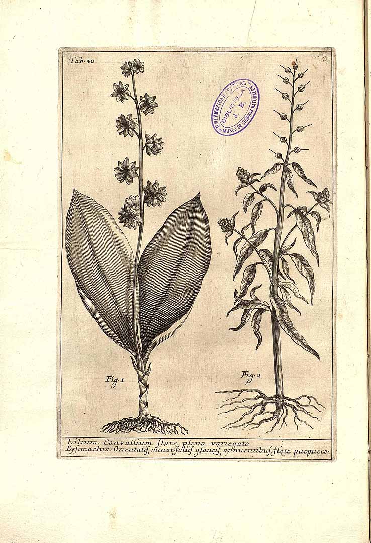 no HD illustration available (3)