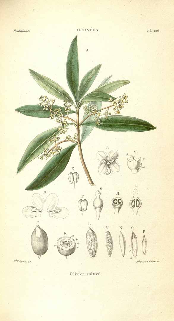 no HD illustration available (3)