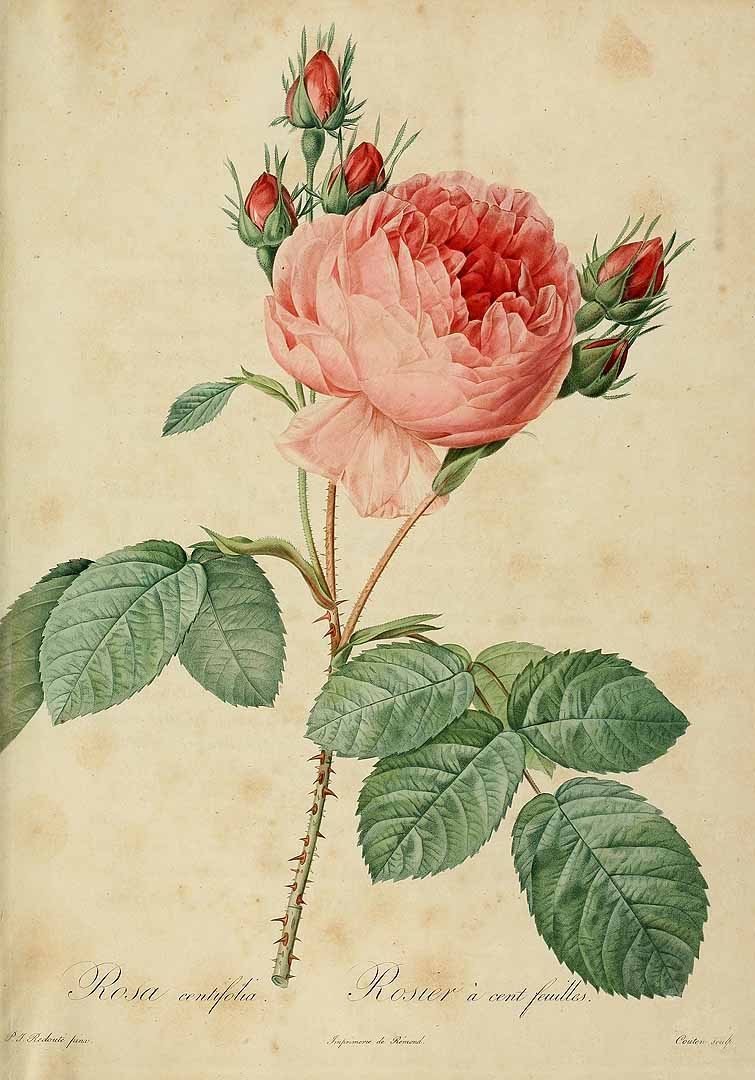 no HD illustration available (3)