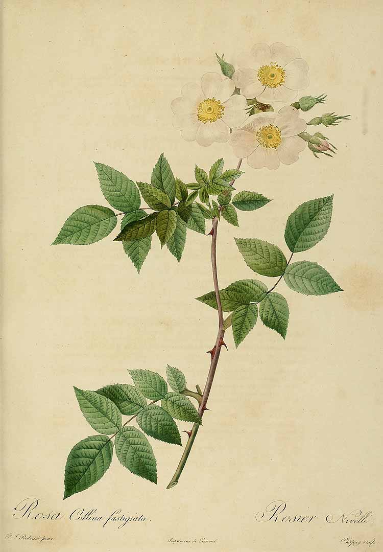 no HD illustration available (3)