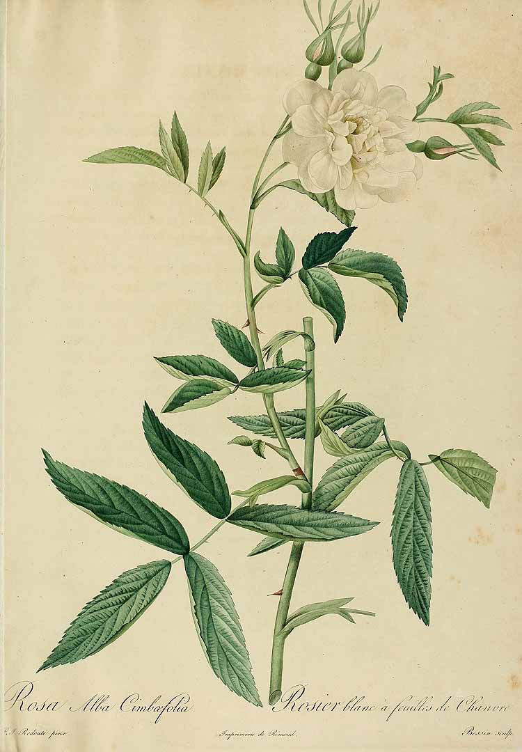 no HD illustration available (3)