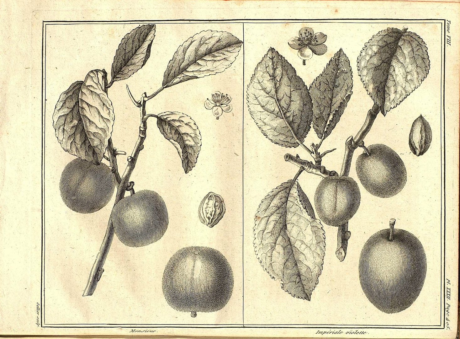 no HD illustration available (3)