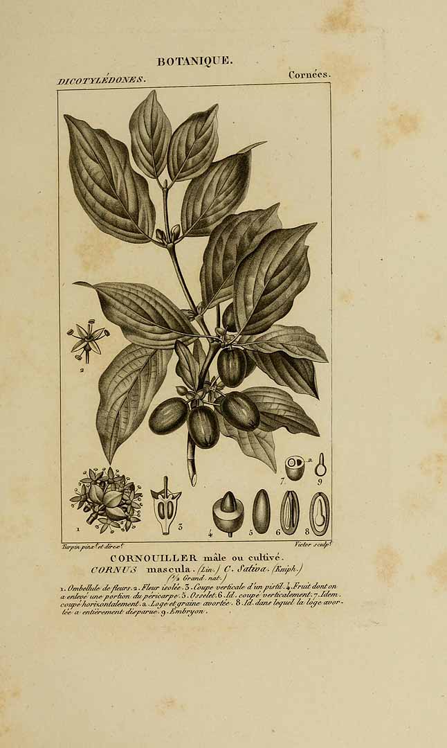 no HD illustration available (3)