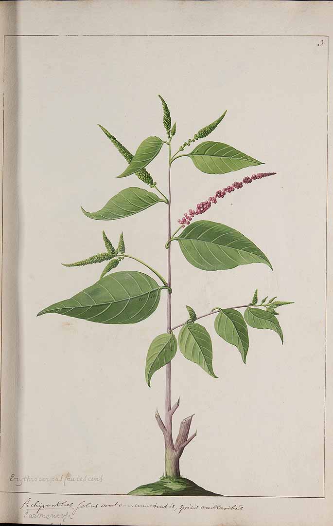 no HD illustration available (3)