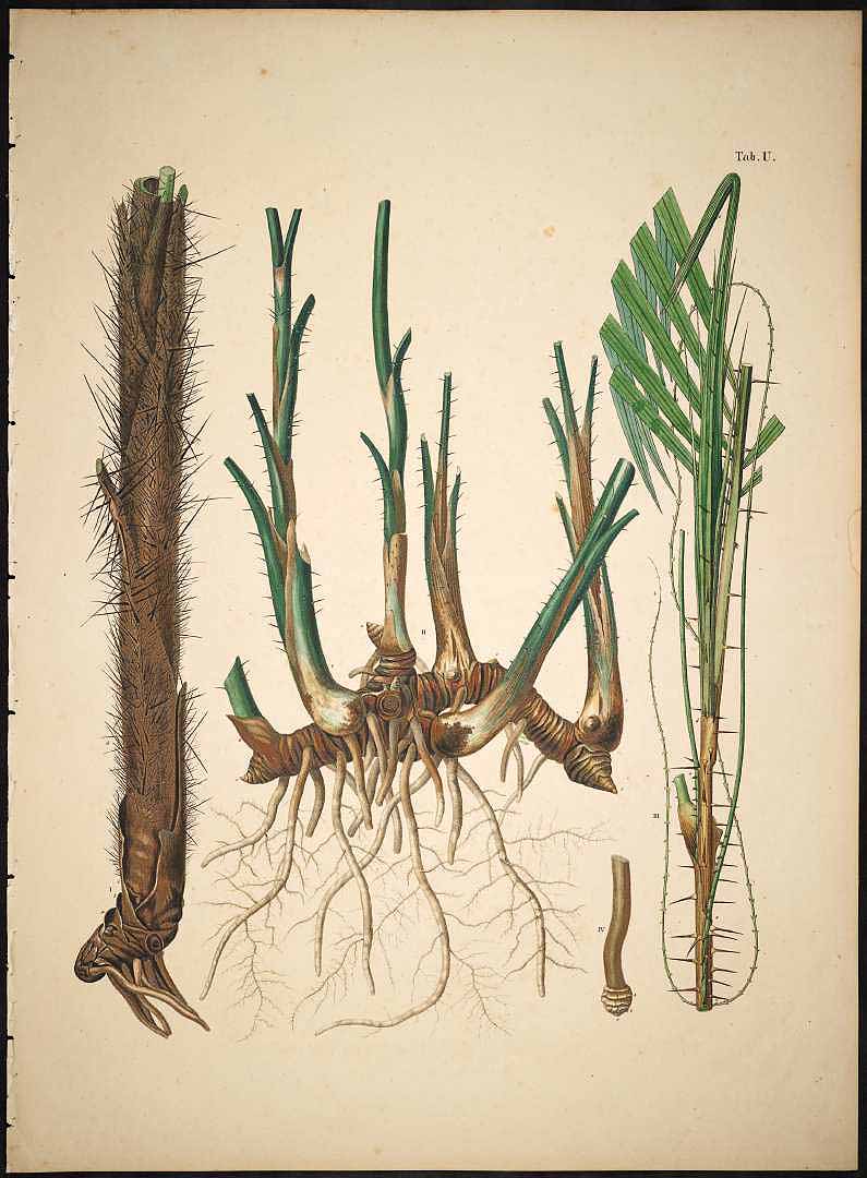 no HD illustration available (3)