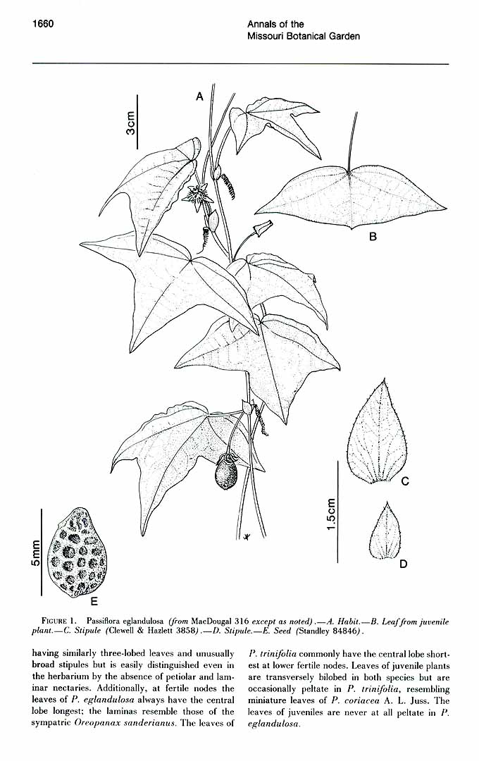 no HD illustration available (3)