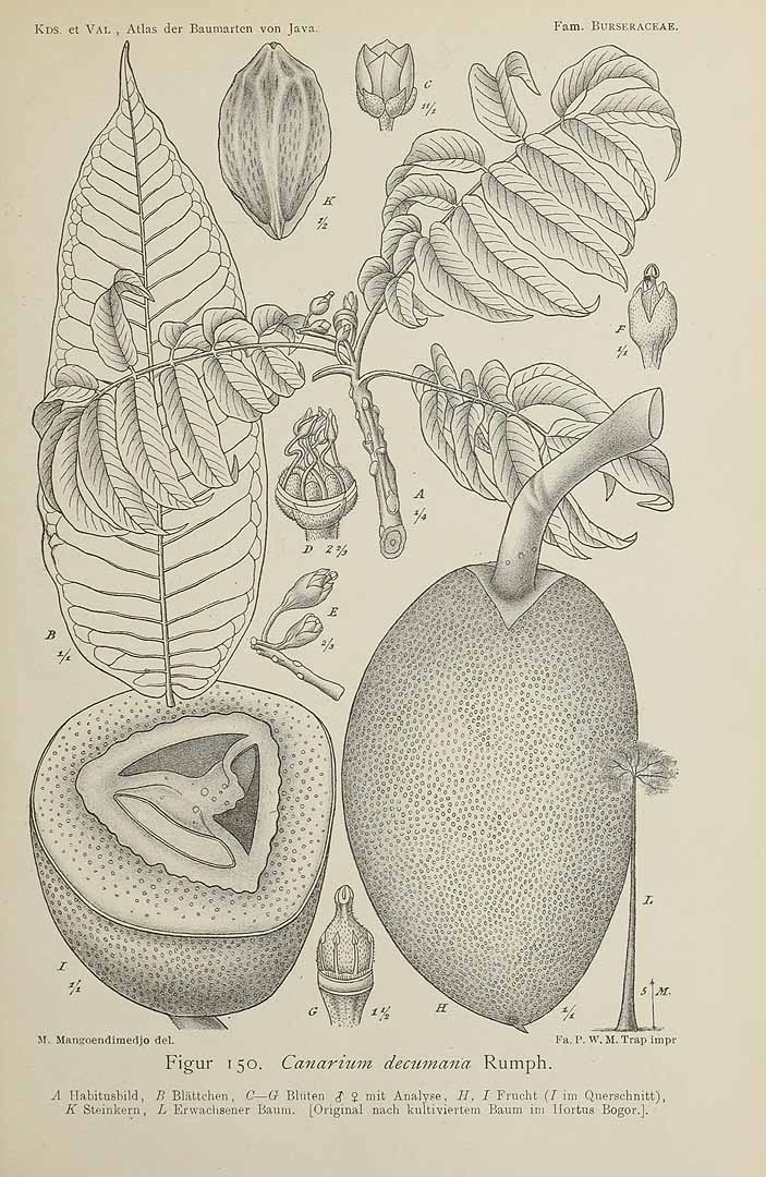 no HD illustration available (3)