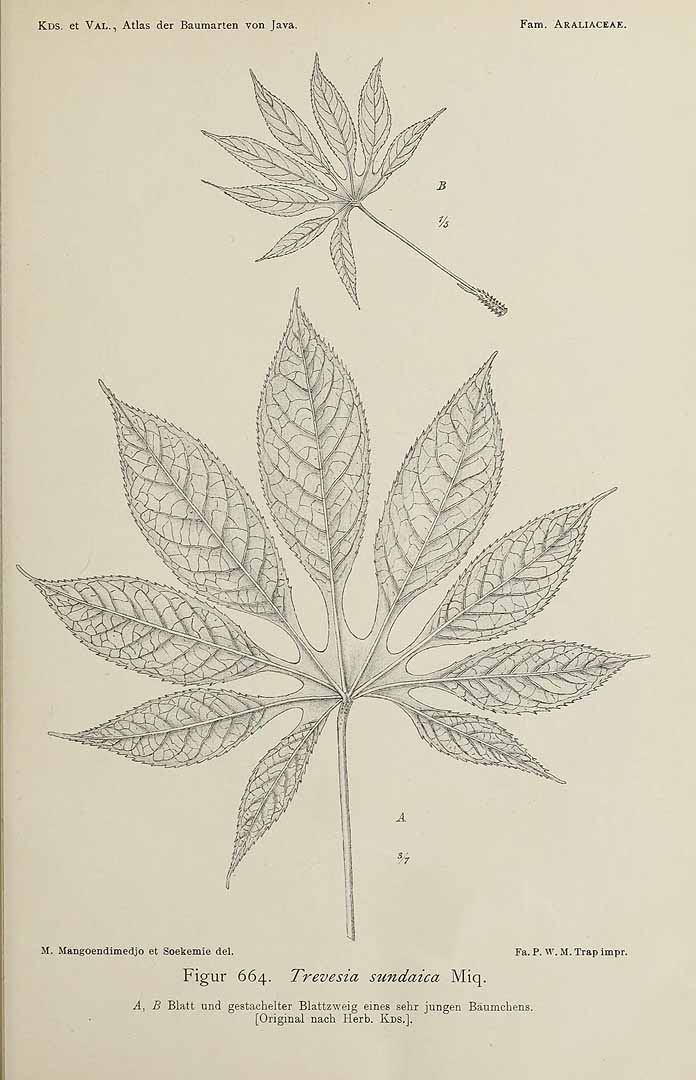 no HD illustration available (3)