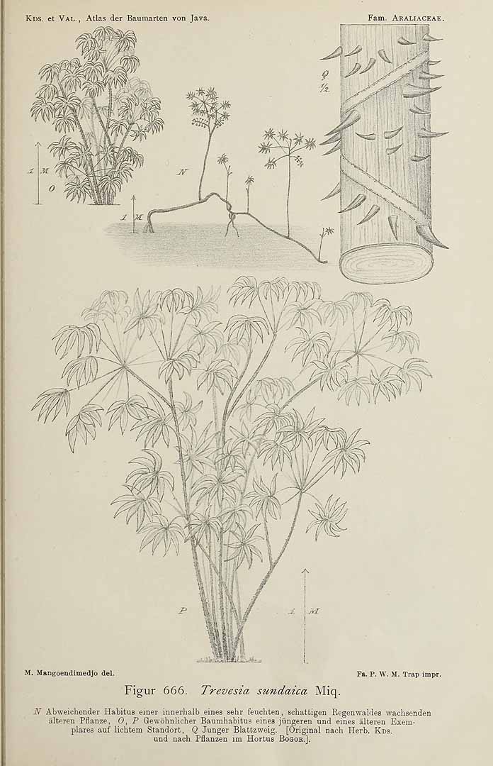 no HD illustration available (3)