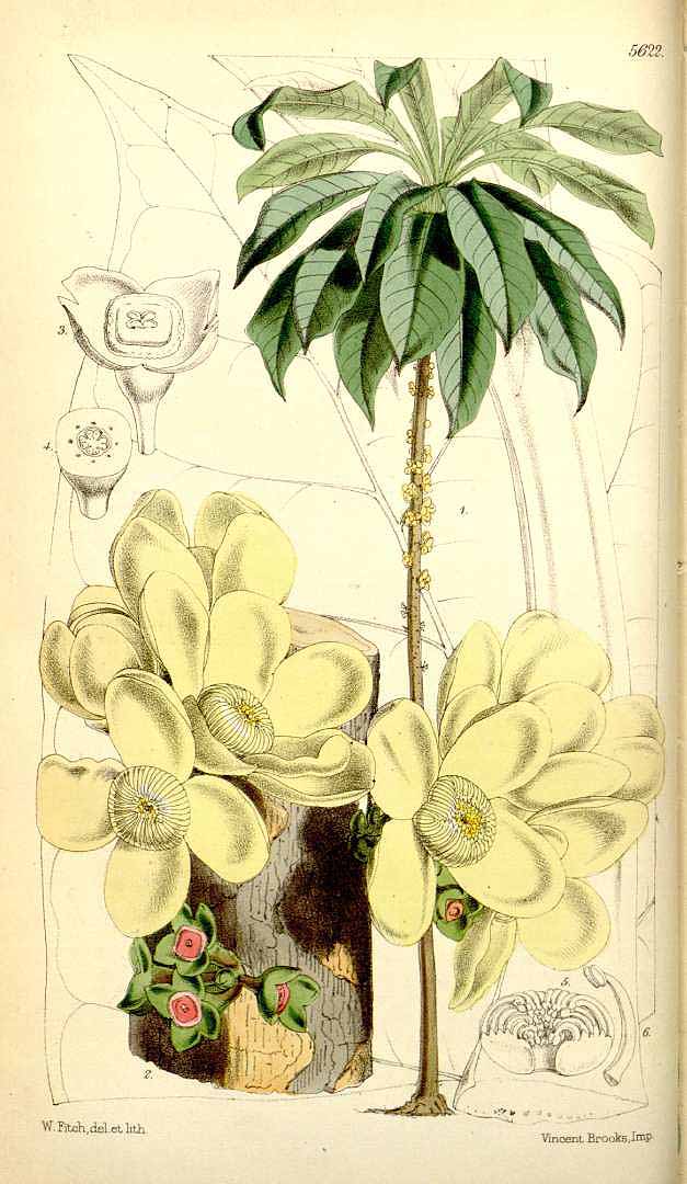 no HD illustration available (3)