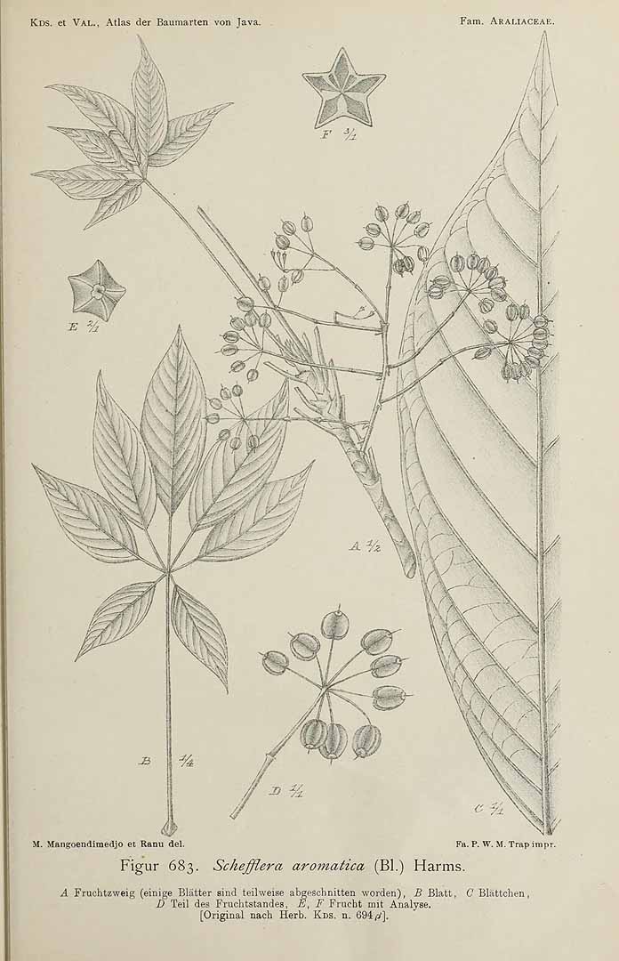 no HD illustration available (3)