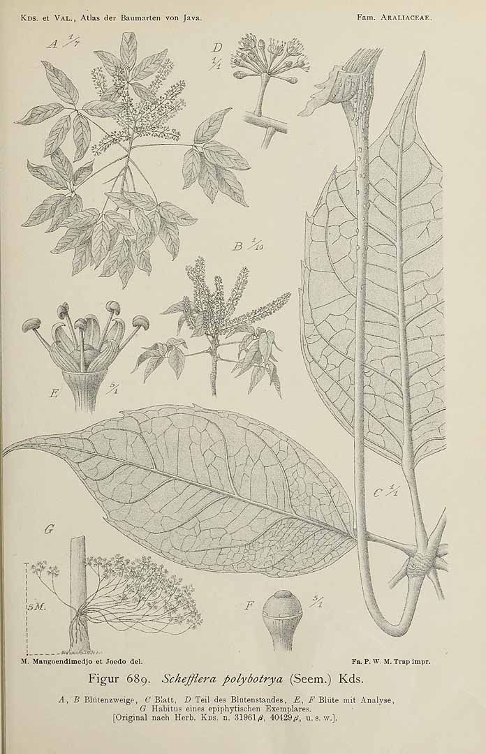 no HD illustration available (3)