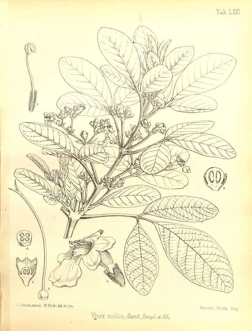 no HD illustration available (3)