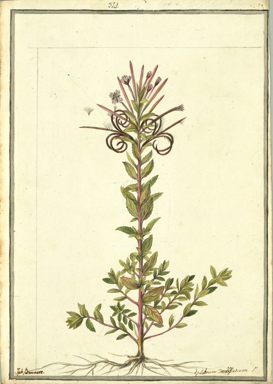 no HD illustration available (3)