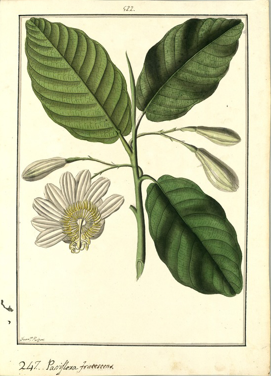 no HD illustration available (3)