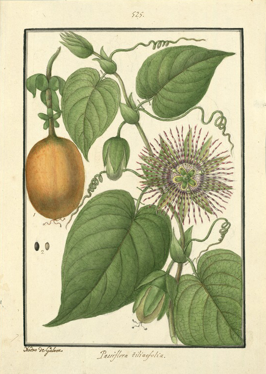 no HD illustration available (3)