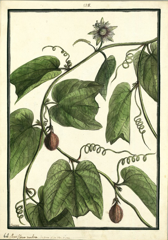 no HD illustration available (3)