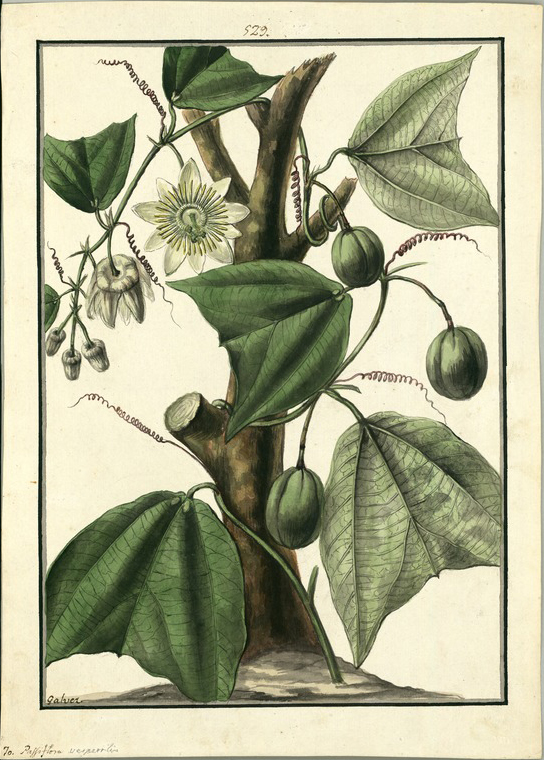 no HD illustration available (3)