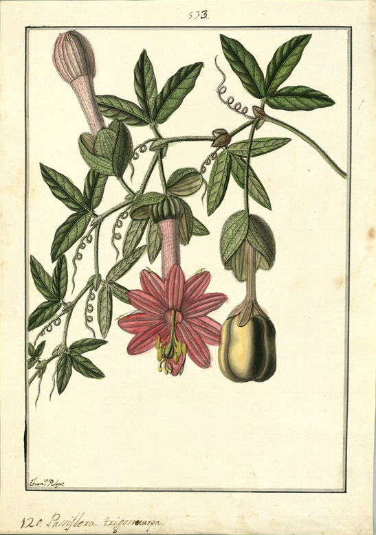 no HD illustration available (3)