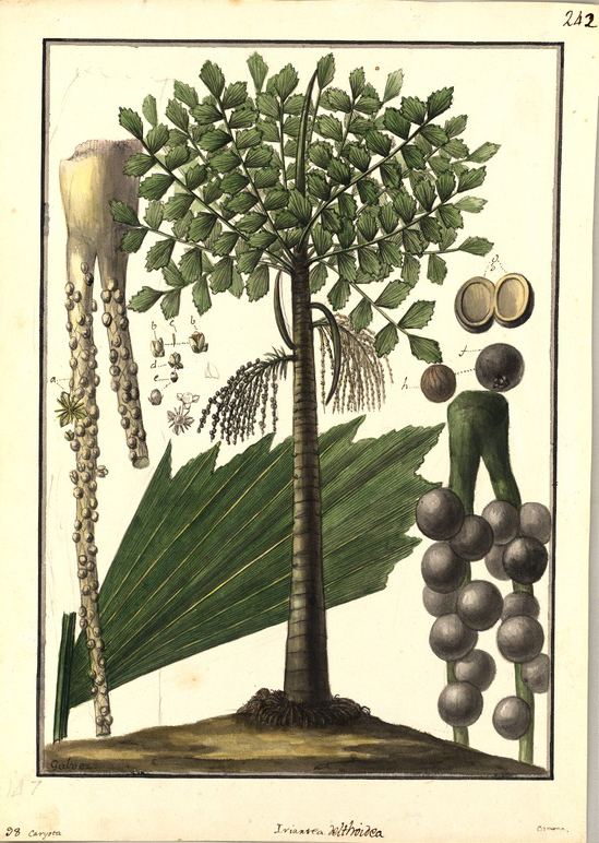 no HD illustration available (3)